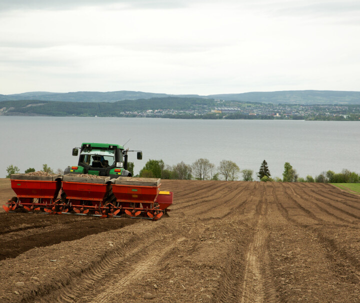 Traktor med potetsetter på et jorde