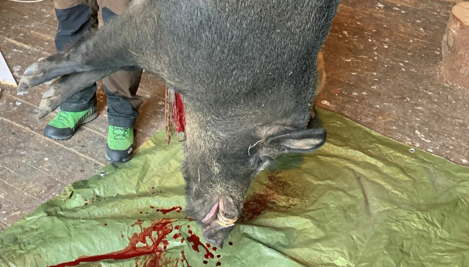 Dødt villsvin henger etter bakbeina med blod dryppende ned på en presenning.