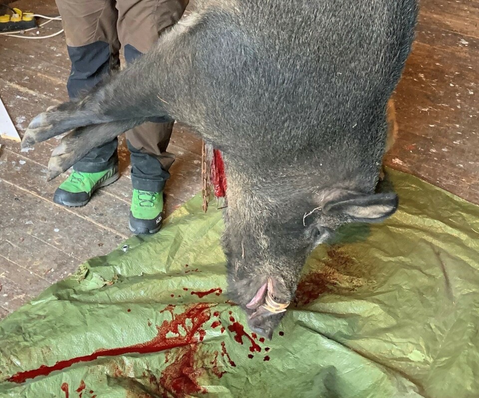 Afrikansk svinepest påvist i villsvin i Sverige