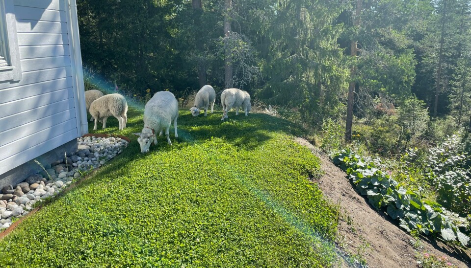 Sauer beiter i kløverenga i hagen hos Sesselja.