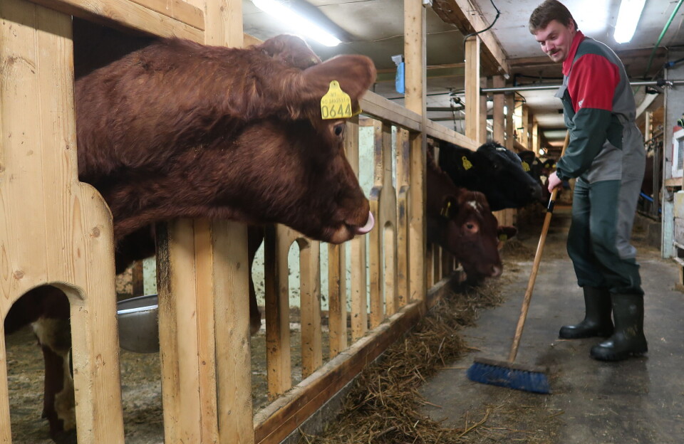 Ung bonde holder fast ved båsfjøset